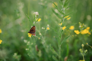 butterfly on a flower