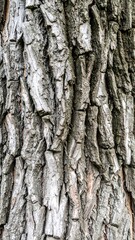Fototapeta premium Close-up tree bark texture (2)