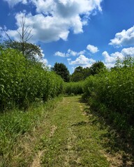 Obraz premium Pathway Through Tall Green Plants Under Blue Sky with Clouds