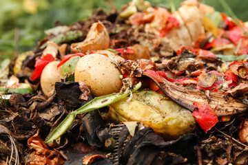 a garden compost pile with organic food scraps, including eggs and vegetables.  organic food waste composting. DIY compost food scraps. kitchen waste compost pile