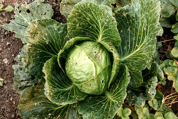 close-up of a cabbage leaf with holes, a powerful symbol of a garden pest infestation. garden...