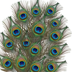 Obraz premium Close up of vibrant peacock feathers isolated on transparent background