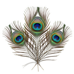 Obraz premium Three vibrant peacock feathers isolated on transparent background