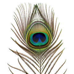 Detailed peacock feather eye pattern isolated on transparent background