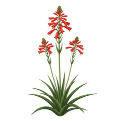 Vibrant red aloe vera flower spike isolated on transparent background