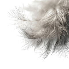 Obraz premium Close-up of soft, white feathers against a black background, detailed texture