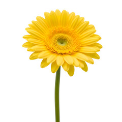 Vibrant Yellow Gerbera Daisy Flower Stock Photo Perfect for Spring and Summer DesignsFloral Photography