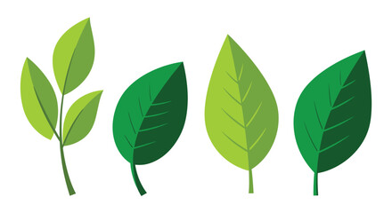 Four different green leaves on white background for nature and ecology concepts