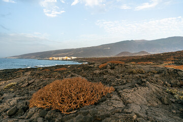 Roślinność endemiczna wysp kanaryjskich, sukulenty i kserofity na zastygłych polach lawowych Guimar, Teneryfa © Piotr Szpakowski