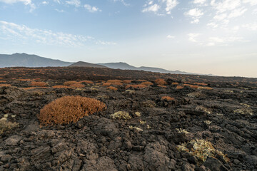 Roślinność endemiczna wysp kanaryjskich, sukulenty i kserofity na zastygłych polach lawowych Guimar, Teneryfa © Piotr Szpakowski