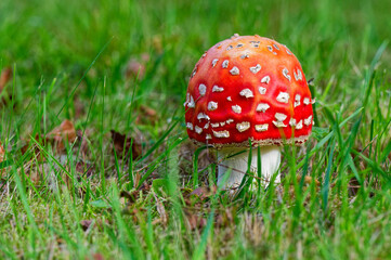 Young red toadstool with white spots among dry brown leaves