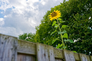 Tall sunflower over wooden fence with two bees feeding
