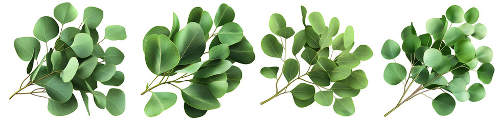 Collection of fresh green eucalyptus branches and leaves isolated on white background