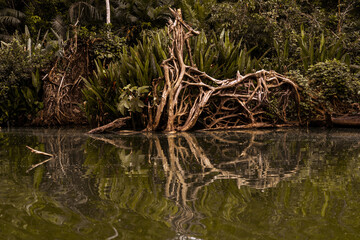 Flora and fauna of the Limococha lagoon in Ecuador