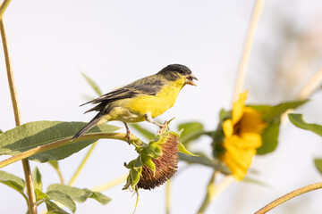 A male Lesser Goldfinch perches on the mature head of a wild sunflower picking seeds out and eating them on a warm summer morning in Utah USA.