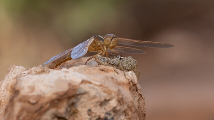 An orange dragonfly has just finished its last molt and sits next to its larval exoskeleton while...