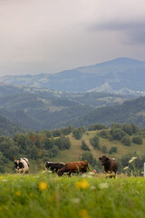 Fototapeta premium cows in the mountains