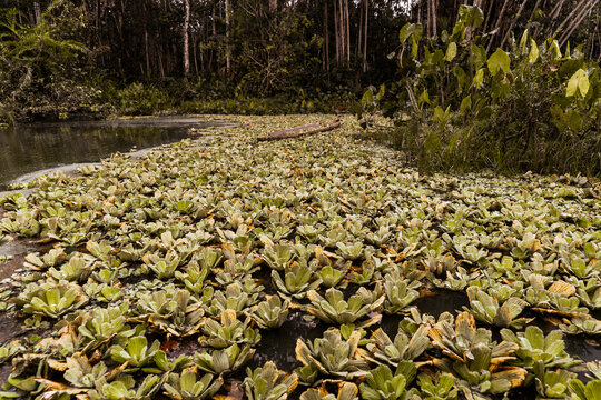 Flora and fauna of the Limococha lagoon in Ecuador