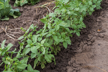 Green basil herbs growing in garden soil. Fresh organic aromatic plants cultivated outdoors, perfect for healthy cooking, seasoning, and natural food preparation. Agriculture and farming background.
