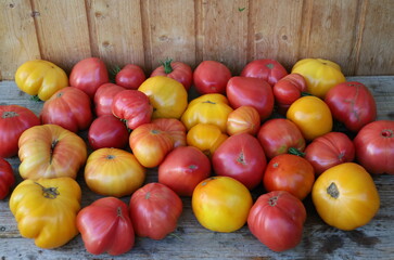Large harvest of tomatoes of different varieties.