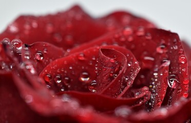 A close-up of a red rose petal covered in sparkling water droplets