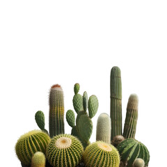 prickly pear cactus in desert