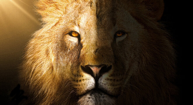 Close up of lion head- light on one side of the face and dark or shadow on other side of face - darkness - Powered by Adobe