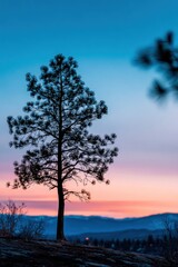 Obraz premium Pine silhouette at colorful dusk