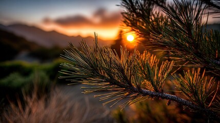 Pine branch at sunset in Mountains