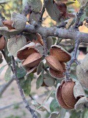 leaves almonds on an almond tree