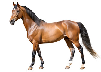 Obraz premium A beautiful brown stallion stands isolated on a white background
