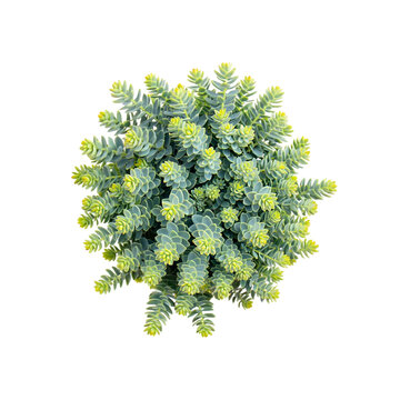 Aerial View of Lush Green Sedum Plant, Creeper Variety, Isolated on Black Background