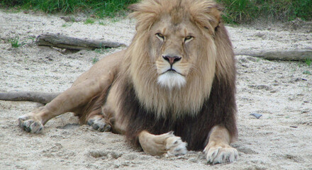 lion in the zoo  lying down on field Lion - king of forest	