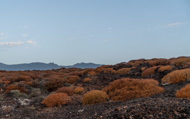Roślinność endemiczna wysp kanaryjskich, sukulenty i kserofity na zastygłych polach lawowych Guimar, Teneryfa