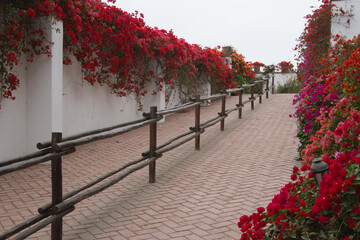 Colorful Bougainvillea Flowers Along Garden Walkway
