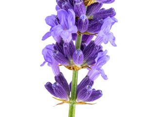 Fragrant Lavender Flower with Delicate Purple Blossoms on a Slim Green Stem, Isolated  
