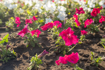 White burgundy petunias on a flowerbed under bright sun