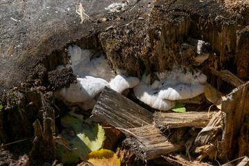 White fluffy mushroom inside old rotten stump, Spongipellis spumeus, short selective focus nature background