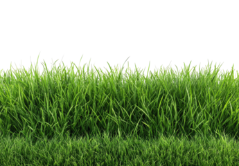 Lush green grass field fills the image, with blades of varying heights and shades