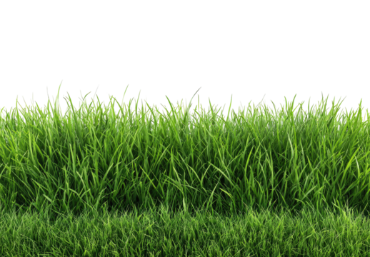 Lush green grass field fills the image, with blades of varying heights and shades