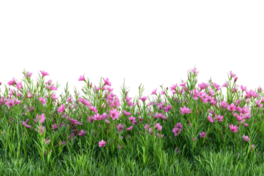 Pink flowers in a lush green border.  A horizontal row of  pink cosmos-like blossoms,  densely packed, sits atop a  vibrant green lawn