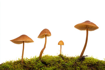 a group of mushrooms sitting on top of a moss covered ground