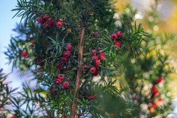 Taxus baccata European yew is conifer shrub with poisonous and bitter red ripened berry fruits,...