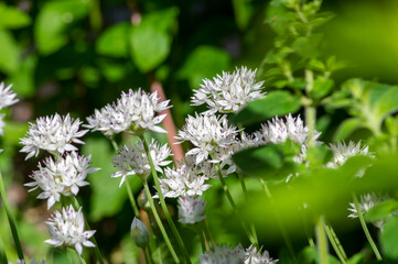 Bunch of white allium neapolitanum daffodil naples garlic flowers in bloom, beautiful ornamental flowering plant