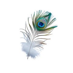 Fototapeta premium peacock feather on white background