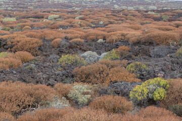 Roślinność endemiczna wysp kanaryjskich, sukulenty i kserofity na zastygłych polach lawowych Guimar, Teneryfa