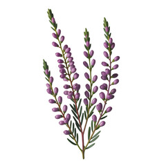 Fototapeta premium bunch of lavender flowers