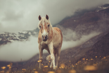 Haflinger Pferd auf einer Bergwiese in Südtiriol, Texelgruppe, Alpen im Frühjahr Var. 1