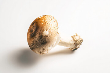 a mushroom on a white surface with a shadow