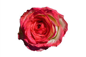 a single rose is shown against a white background